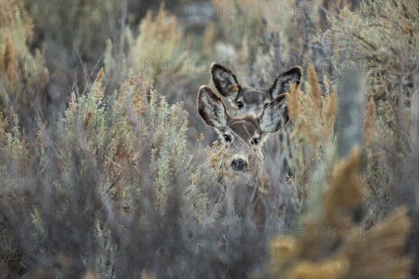 Two deer looking at camera hiding in tall grass