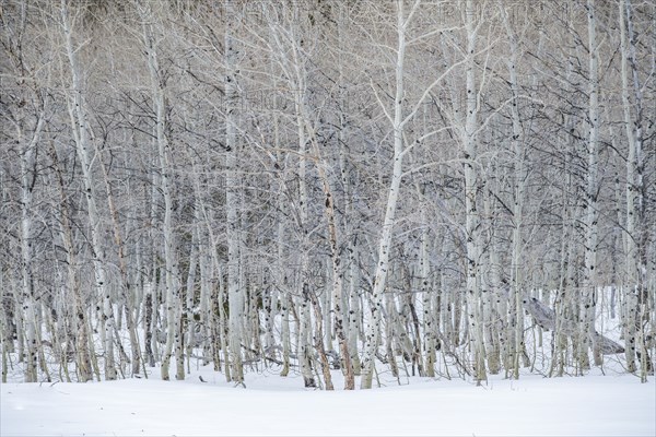 USA, Idaho, Sun Valley, Aspen forest in winter in Sawtooth National Forest