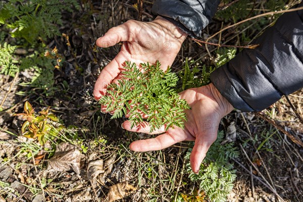 Hands holding spring plant growth