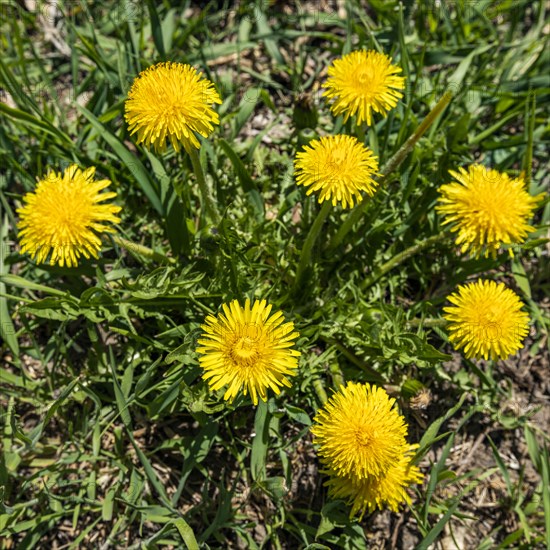 Dandelion plants in bloom