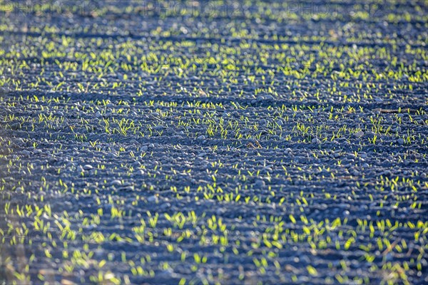 USA, Idaho, Bellevue, Plant seedlings in soil