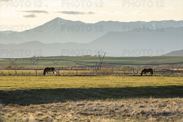 USA, Idaho, Picabo, Horses grazing in rural pasture at sunset