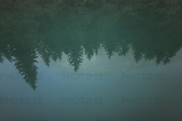 Pine trees reflected in lake Plansee