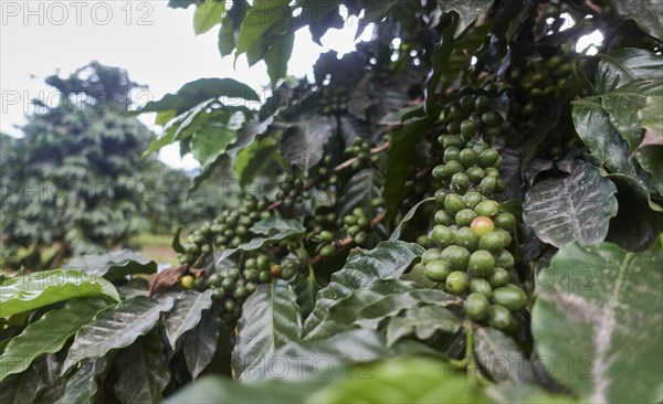 USA, Hawaii, Green coffee beans