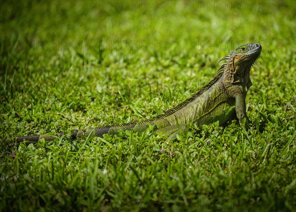 Iguana on grass