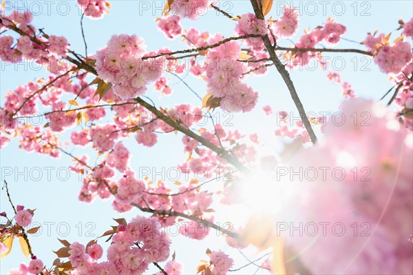 Pink Spring blossoms against sky