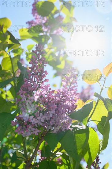 Lilac blossom against sky