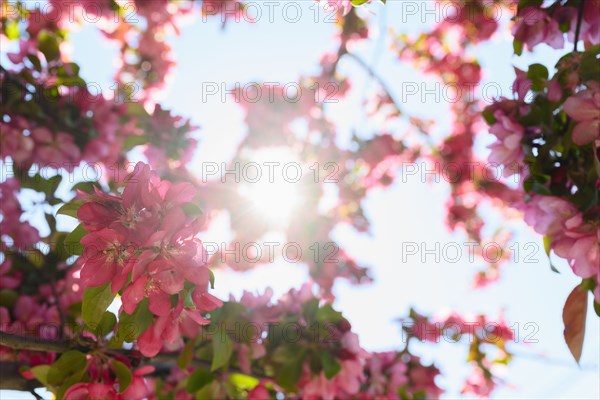 Pink azaleas against sky