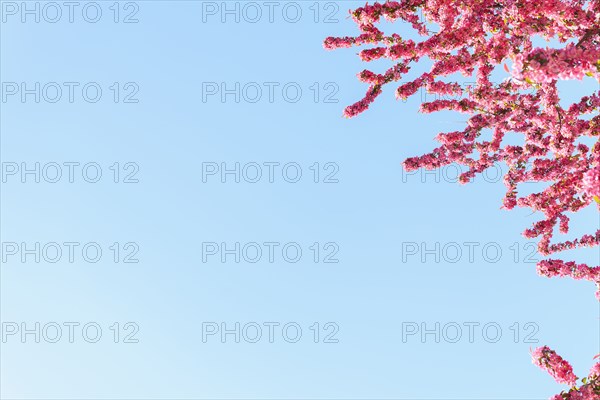 Pink Spring blossoms against blue sky