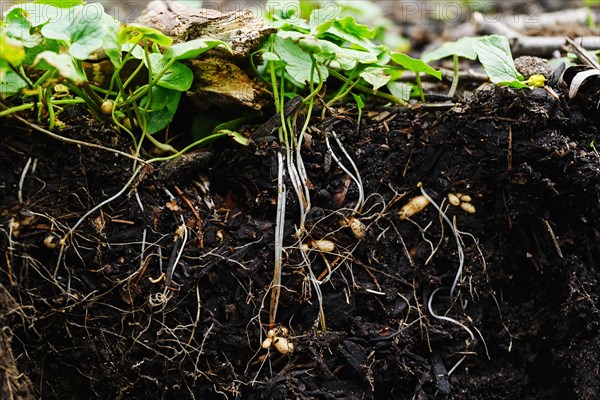 Close-up of pants roots in soil