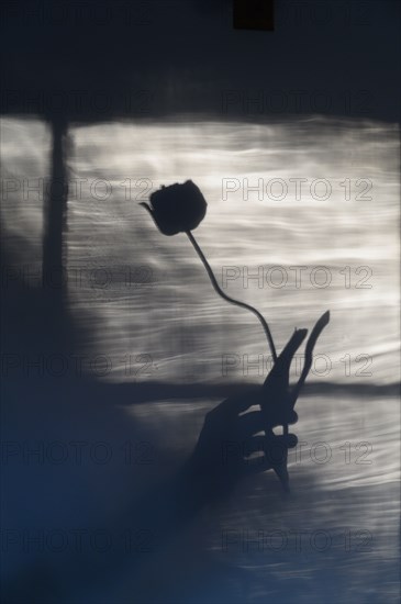 Shadow of woman holding flower