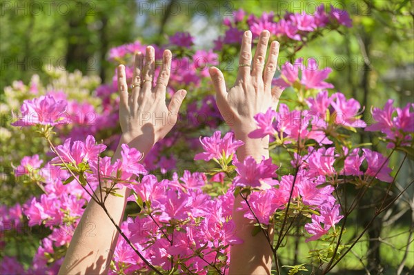 Female hands among pink flowers