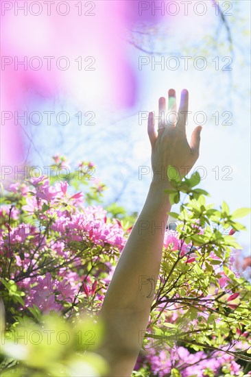 Female hand among pink flowers