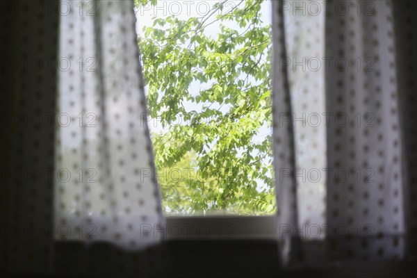 Summer trees seen through window,,