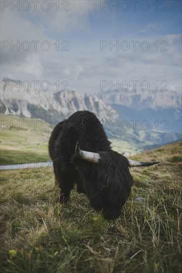 Italy, Dolomite Alps, Highland cattle in pasture in Dolomite Alps