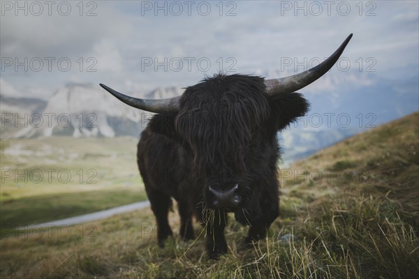 Italy, Dolomite Alps, Highland cattle in pasture in Dolomite Alps