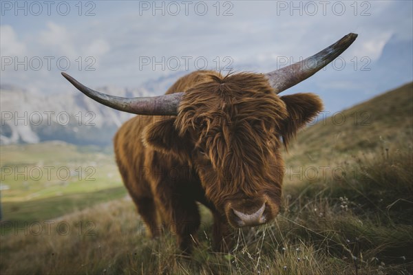 Italy, Dolomite Alps, Highland cattle in pasture in Dolomite Alps