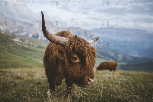 Italy, Dolomite Alps, Highland cattle in pasture in Dolomite Alps