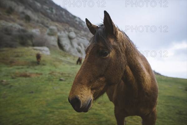 Ukraine, Crimea, Brown Icelandic horse in mountain meadow