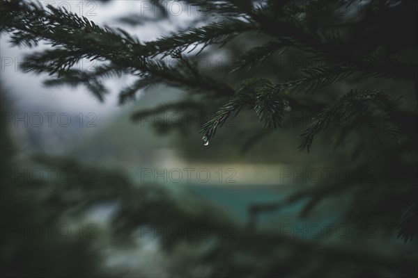 Italy, Wet branch of evergreen tree,