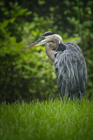 Great blue heron (Ardea herodias) perching in grass,,