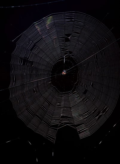 Spiny Orb Weaver (Gasteracantha) in spiderweb against a black background