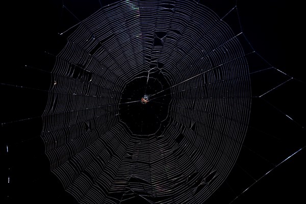 Spiny Orb Weaver (Gasteracantha) in spiderweb against a black background