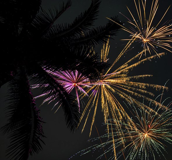 Palm tree and firework display,,