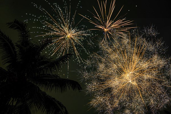 Palm tree and firework display,,