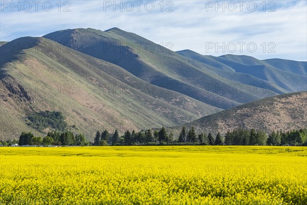 USA, Field of mustard and hills,