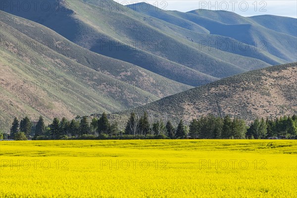 USA, Field of mustard and hills,