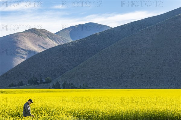 USA, Farmer examining mustard crop,