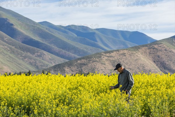 USA, Farmer examining mustard crop,