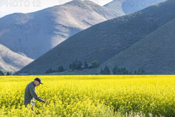 USA, Farmer examining mustard crop,