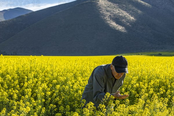 USA, Farmer examining mustard crop,