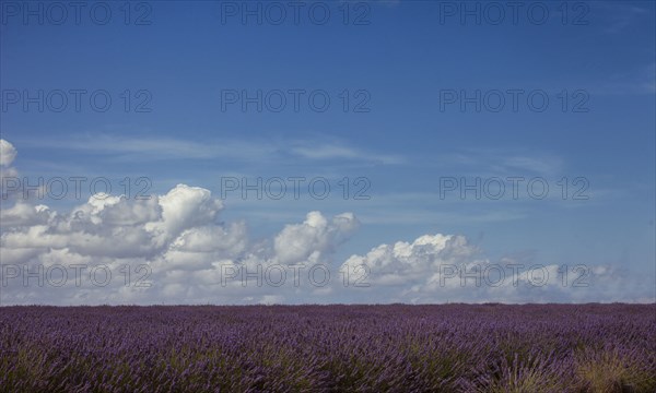 France, Provence, Lavender field and cloudy sky