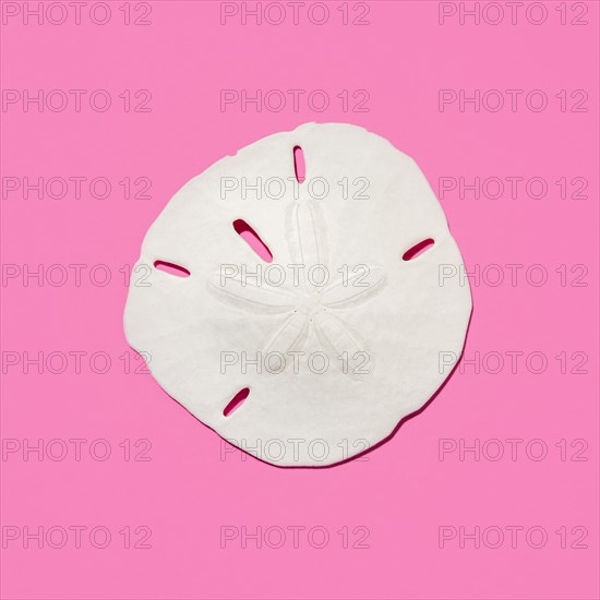 Sand dollar fossil shell on pink background