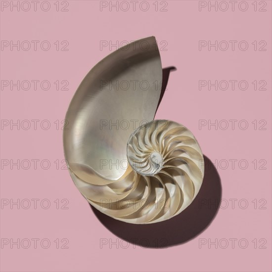 Cross section of nautilus shell showing Fibonacci pattern on pink background