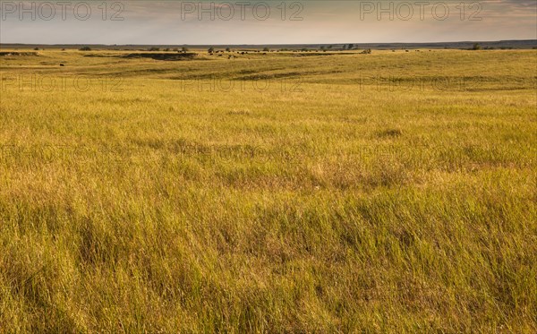USA, South Dakota, Field of prairie grass