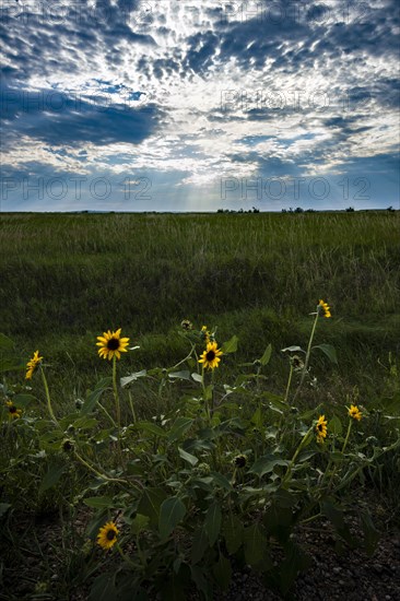 USA, South Dakota, Wild daisies in prairie