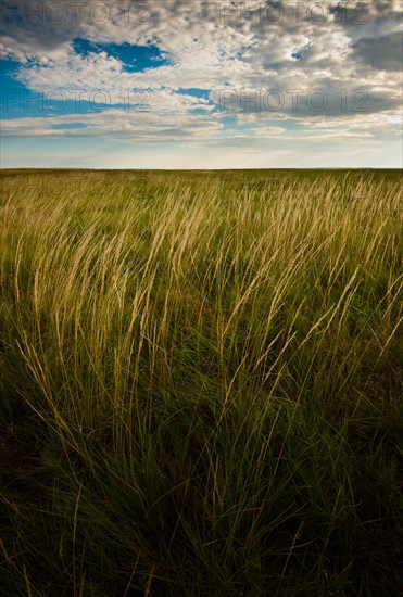 USA, South Dakota, Field of tall prairie grass