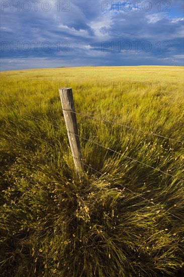 USA, South Dakota, Barbed wire fence and prairie grass in field