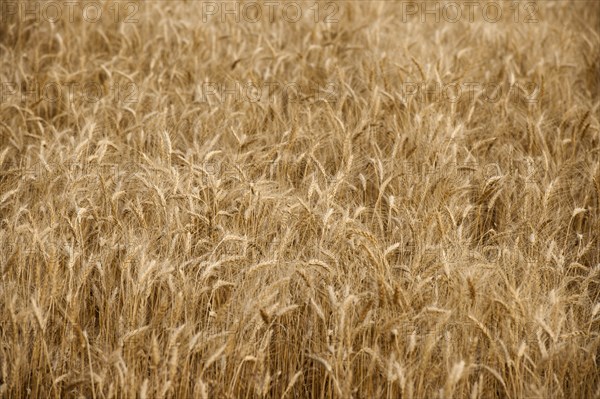 USA, South Dakota, Field of crop in summertime