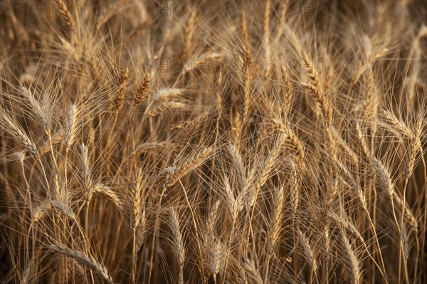 USA, South Dakota, Field of crop in summertime