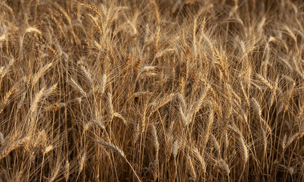 USA, South Dakota, Field of crop in summertime