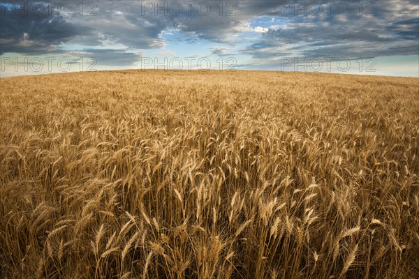 USA, South Dakota, Field of crop in summertime