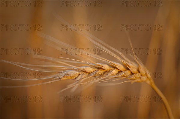 USA, South Dakota, Close-up of crop kernel