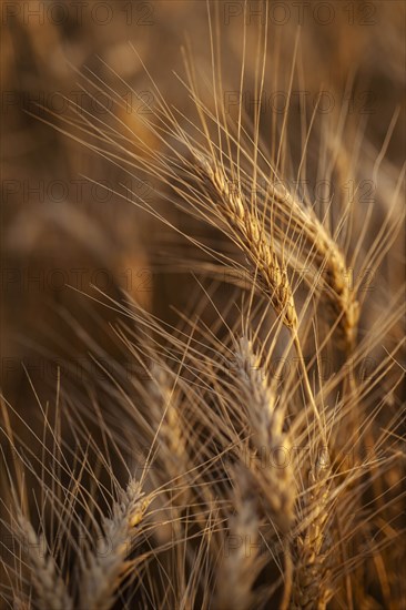 USA, South Dakota, Close-up of crop kernel