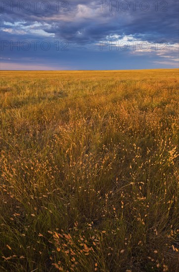 USA, South Dakota, Prairie grass field at sunset