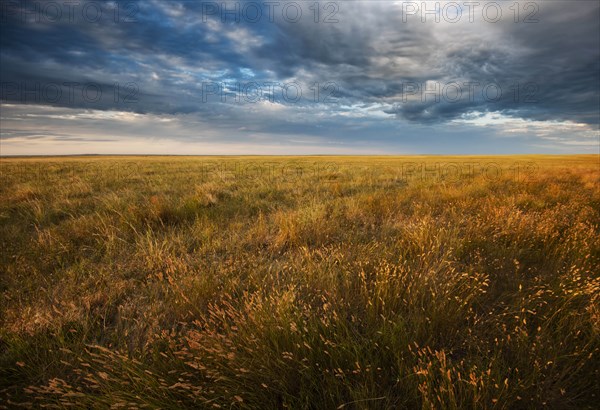 USA, South Dakota, Prairie grass field at sunset